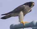 Сапсан фото (Falco peregrinus) - изображение №744 onbird.ru.<br>Источник: birds.audubon.org